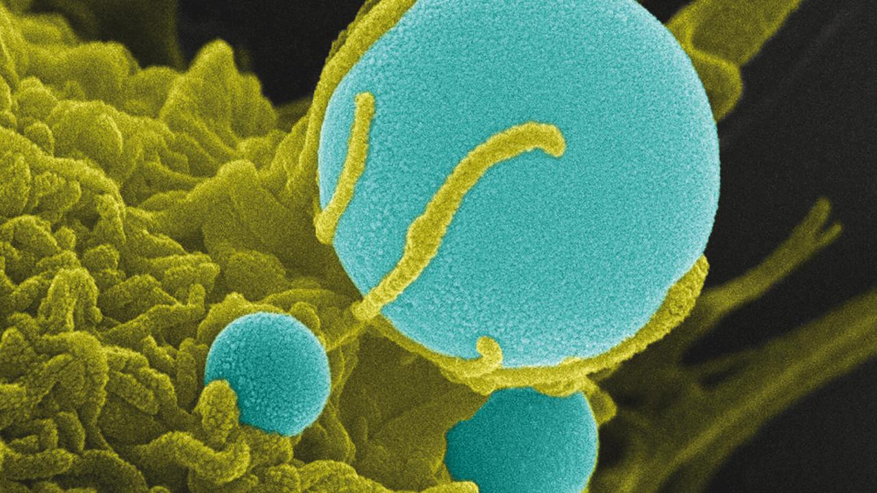 endocytosis