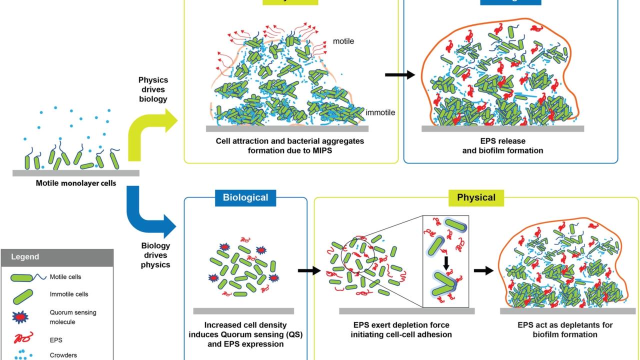 CRYSTAL BALL: Microbial Biofilms Are Shaped By The Constant Dialogue ...