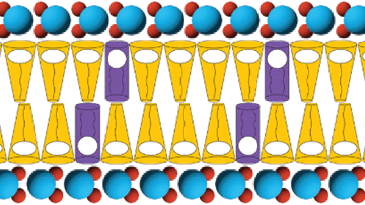 surfactant-membrane