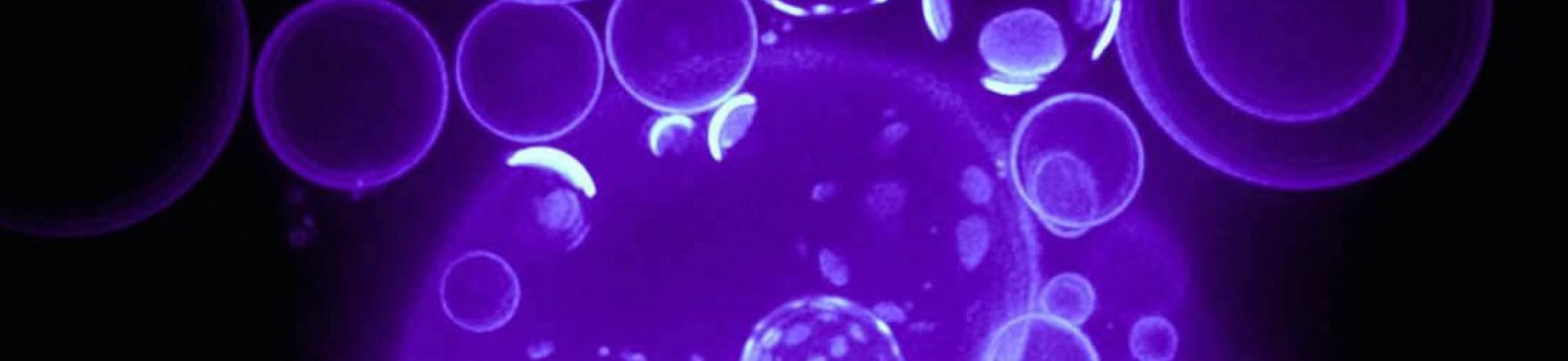 Pulsatory giant vesicles